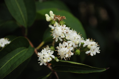 辰山珍稀七子花盛开 喜迎七日黄金周 .1.jpg