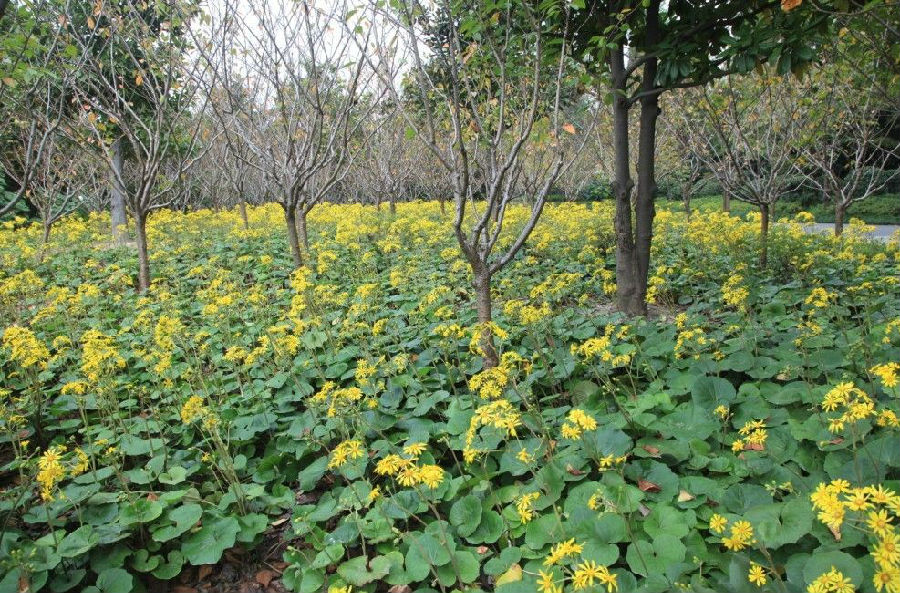 上海花讯(十一月)——大吴风草 farfugium japonicum