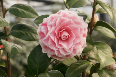 茶花花魁图片_茶花鸡图片_茶花籽图片