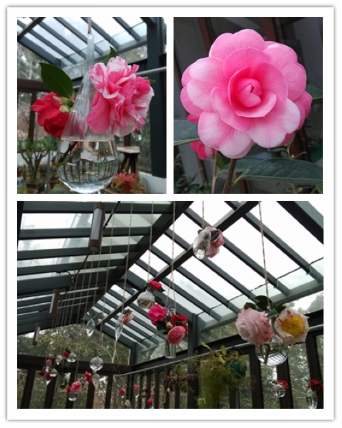 nEO_IMG_花朵展示.jpg