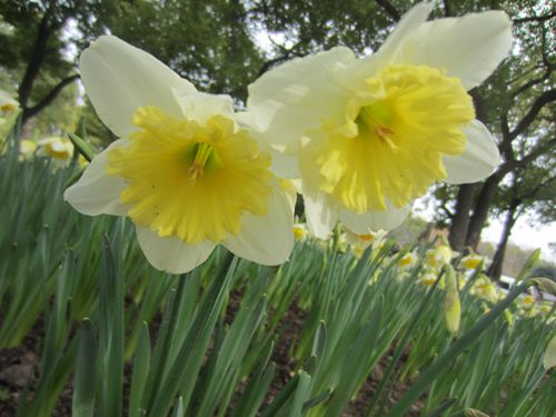 ŷˮ'ice follies'