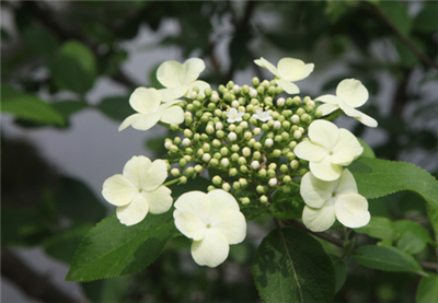 古猗园“万花仙子”琼花进入盛花期 1.png