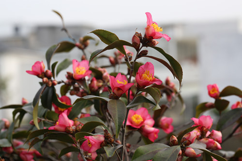 上海植物园茶花新品种花开市政府办公区