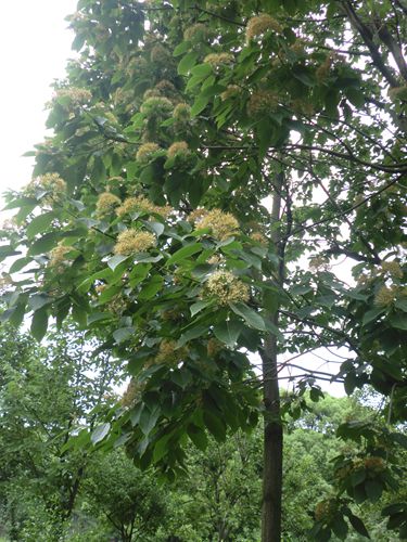 梭罗树六月满树白花吸引眼球,申城唯有上海植物园种植