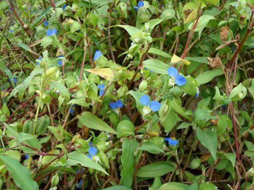 communis)和饭包草 c benghalensis.