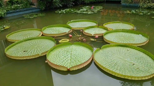 "水上花王"王莲叶长成花已开,成上海植物园夏季水上"巨无霸"