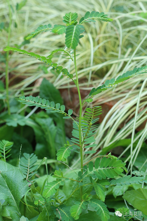 路边小野草:没有花香,没有树高,我是一棵无人知道的小草