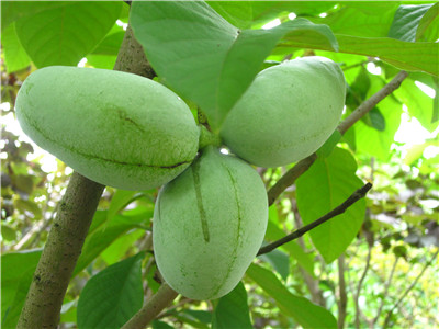 市园科所开展观赏型果树——泡泡树的研究和应用 1.jpg