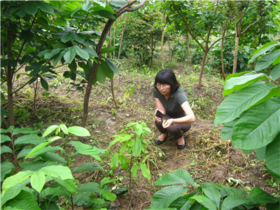 市园科所开展观赏型果树——泡泡树的研究和应用 3.jpg