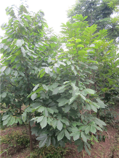 市园科所开展观赏型果树——泡泡树的研究和应用 2.jpg