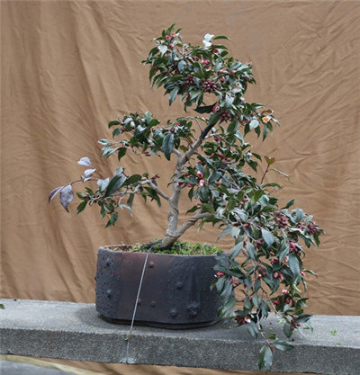 上海植物园开展以束花茶花新品种‘小粉玉’作为海派盆景的应用形式示范 3.jpg