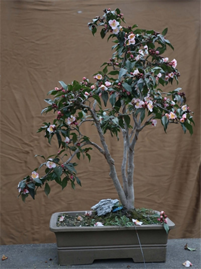 上海植物园开展以束花茶花新品种‘小粉玉’作为海派盆景的应用形式示范 2.jpg