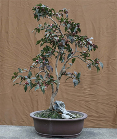 上海植物园开展以束花茶花新品种‘小粉玉’作为海派盆景的应用形式示范 1.jpg
