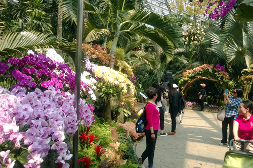 经过为期数月的精心准备,2015上海(国际)花展中展览温室一(热带植物