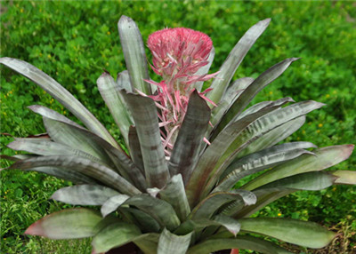 “鸡冠”凤梨惊艳亮相上海植物园 1.jpg