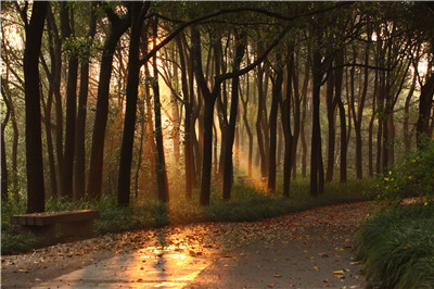 环城绿带,晨色怡人 4.jpg