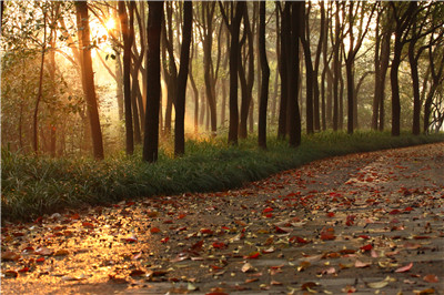 环城绿带,晨色怡人 3.jpg