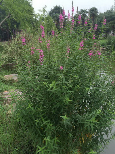炎炎夏日里,在上海植物园的河岸边,一丛丛,一串串粉紫色的花朵在河水