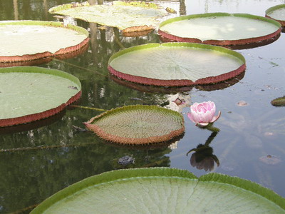 水上花王王莲上海植物园再显风姿