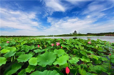 【上海花讯】上海荷花展之海湾国家森林公园 4.jpg