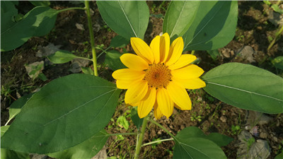 秋日里的一抹暖阳———上海共青森林公园葵花朵朵向阳开 2.jpg