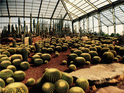 上海植物园积极参加2015上海国际多肉展并获铜奖 2.jpg