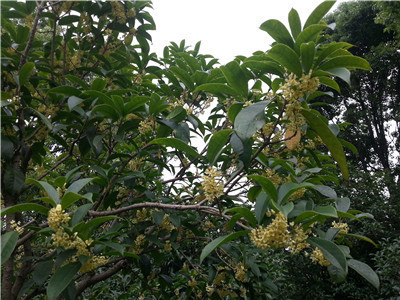 园内飘桂香,团队接待忙 7.jpg
