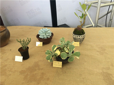 上海植物园积极参加2015上海国际多肉展并获铜奖 5.jpg