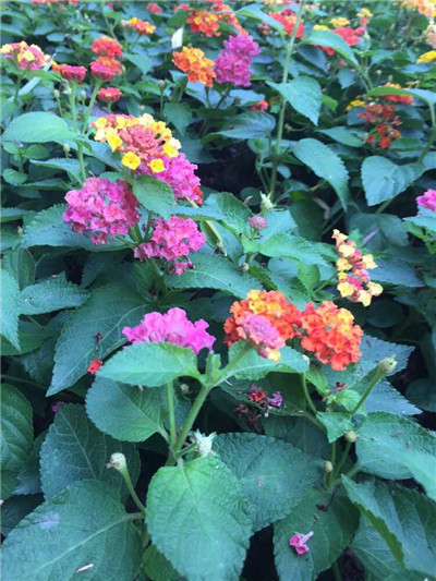 一花五彩马樱丹,纷繁多色缀猗园1.jpg