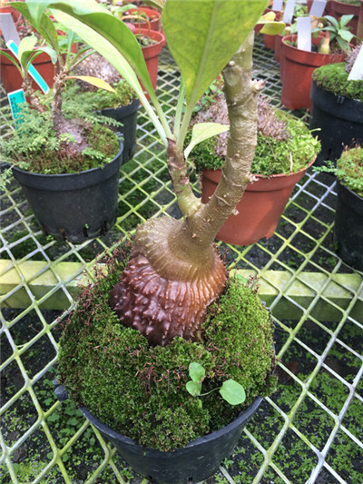 上海植物园积极参加2015上海国际多肉展并获铜奖 4.jpg