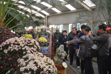 “2015上海菊花展”市民菊花佳品开始征集——共青森林公园19日起接受市民送花 2.jpg