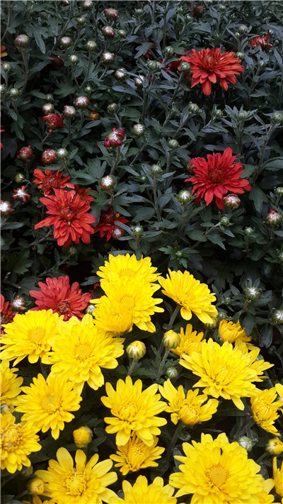 秋菊添佳色 共青繁花开 2.jpg
