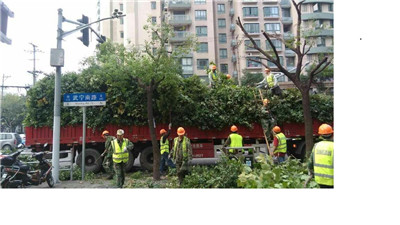 静安区绿化部门积极做好绿地改造及调整.jpg