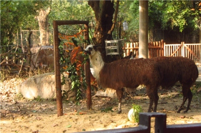 “沙滩排球场”为羊驼带来美餐1.jpg