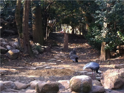上海动物园对鹤轩场地进行平整3.jpg