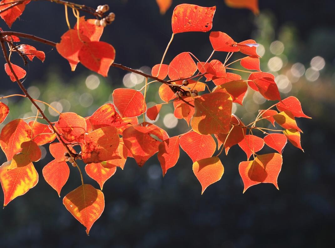 树花落叶猜成语_看图猜成语(3)