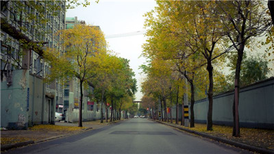 凌风站立独艳 芳姿绰约魁首——普陀区乌桕行道树惊艳了时光.jpg