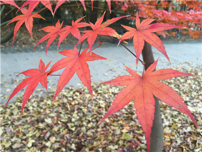 初冬时节翩然至 共青枫叶美如画 1.jpg