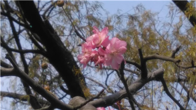 海棠花岁末数九中盛开 2.jpg