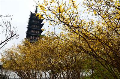 天气晴好 赏梅刚好 5.jpg