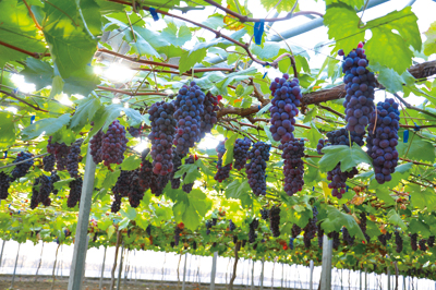 通过技术推广部门的努力，葡萄已经成为上海四大主栽果树中发展速度最快的树种，且葡萄的品质以及其标准化生产在全国都是榜上有名。朱彬彬摄.jpg