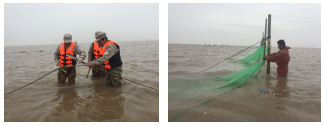 2-左：定置网固定缆绳切割右：渔民自行清除定置网.png
