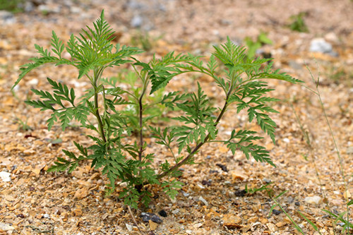 豚草( ambrosia artemisiifolia)在上海植物园有分布,夏天尤为多见,为