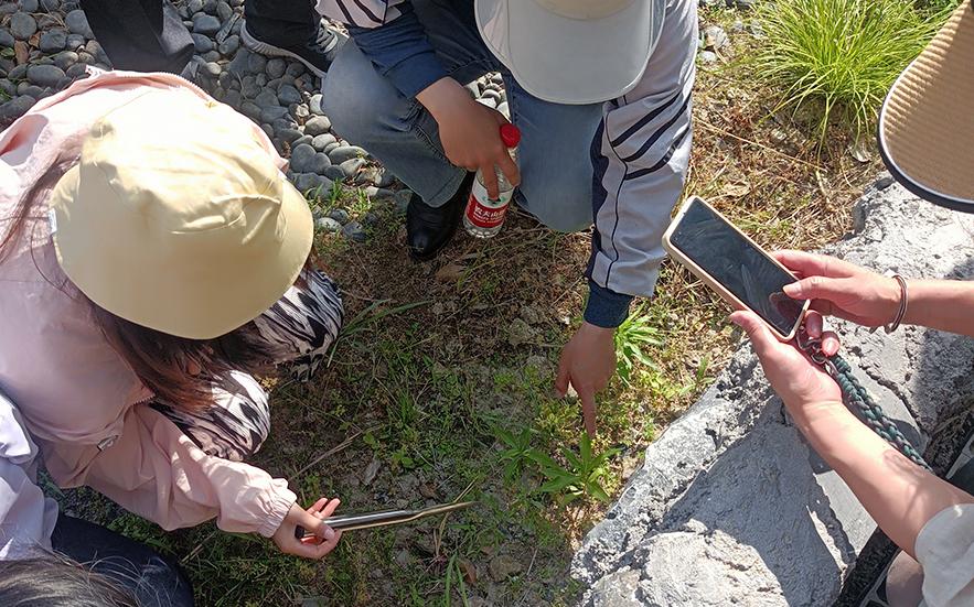 利用人工智能生物识别手机APP识别植物.jpg