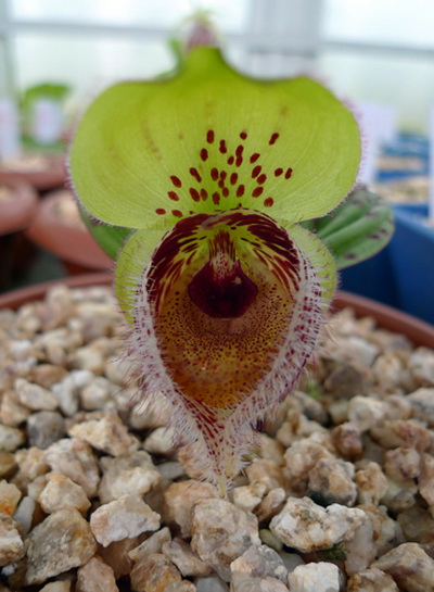 杓兰家族有新客毛瓣杓兰国内首度公开展示