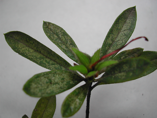 近期调查,发现杜鹃军配虫开始危害,考虑到喷药对杜鹃开花的影响,计划