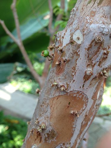 发现嘉宝果抖落了树上大部分暗绿色的老叶,树梢上钻出来浅绿色的嫩芽