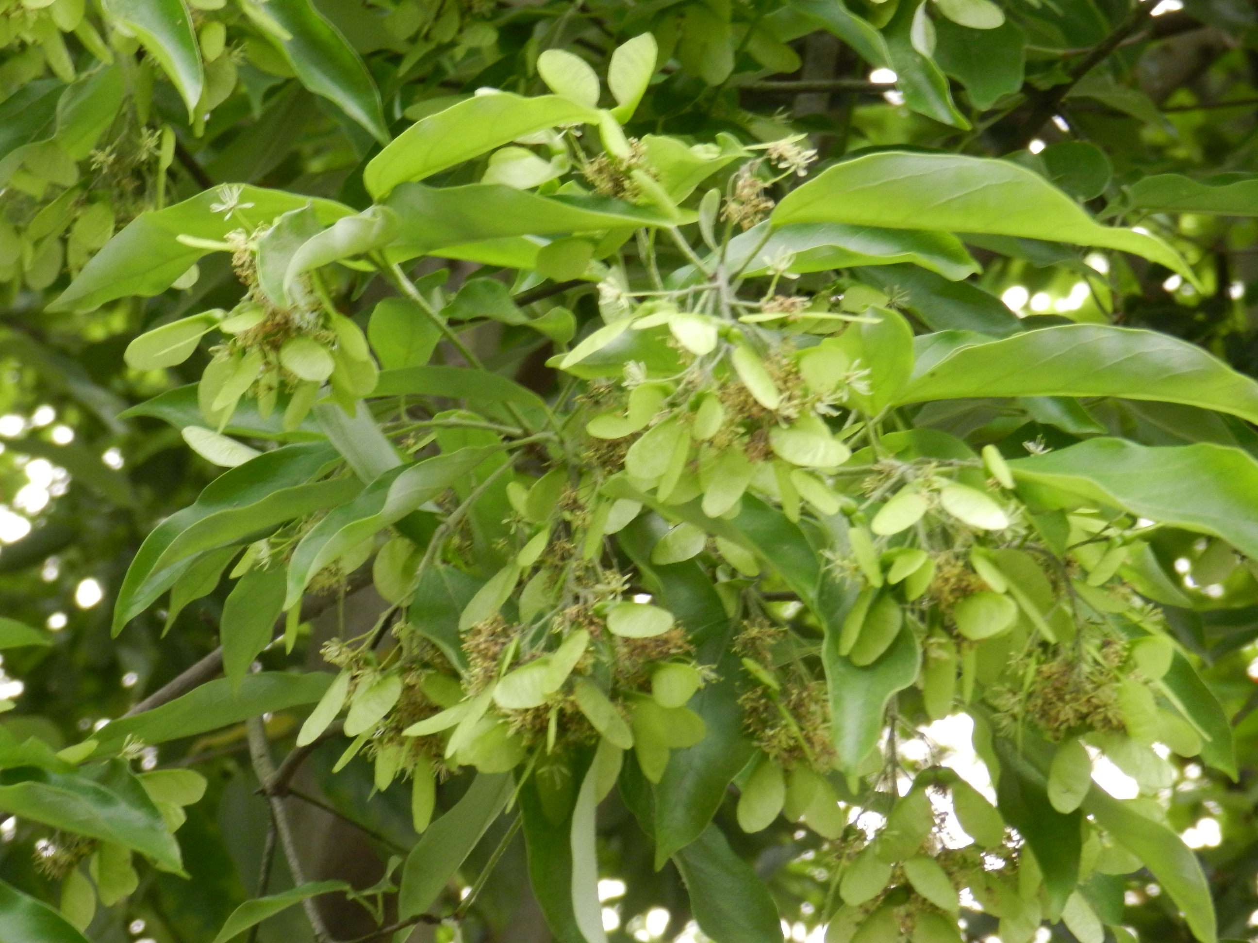 acer albopurpurascens hayata)也叫飞蛾子树,属槭树科,常绿乔木,高8