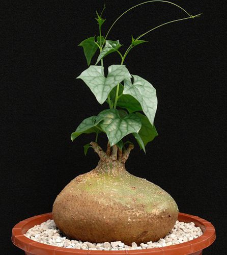 睡布袋(gerradanthus macrorrhiaus)