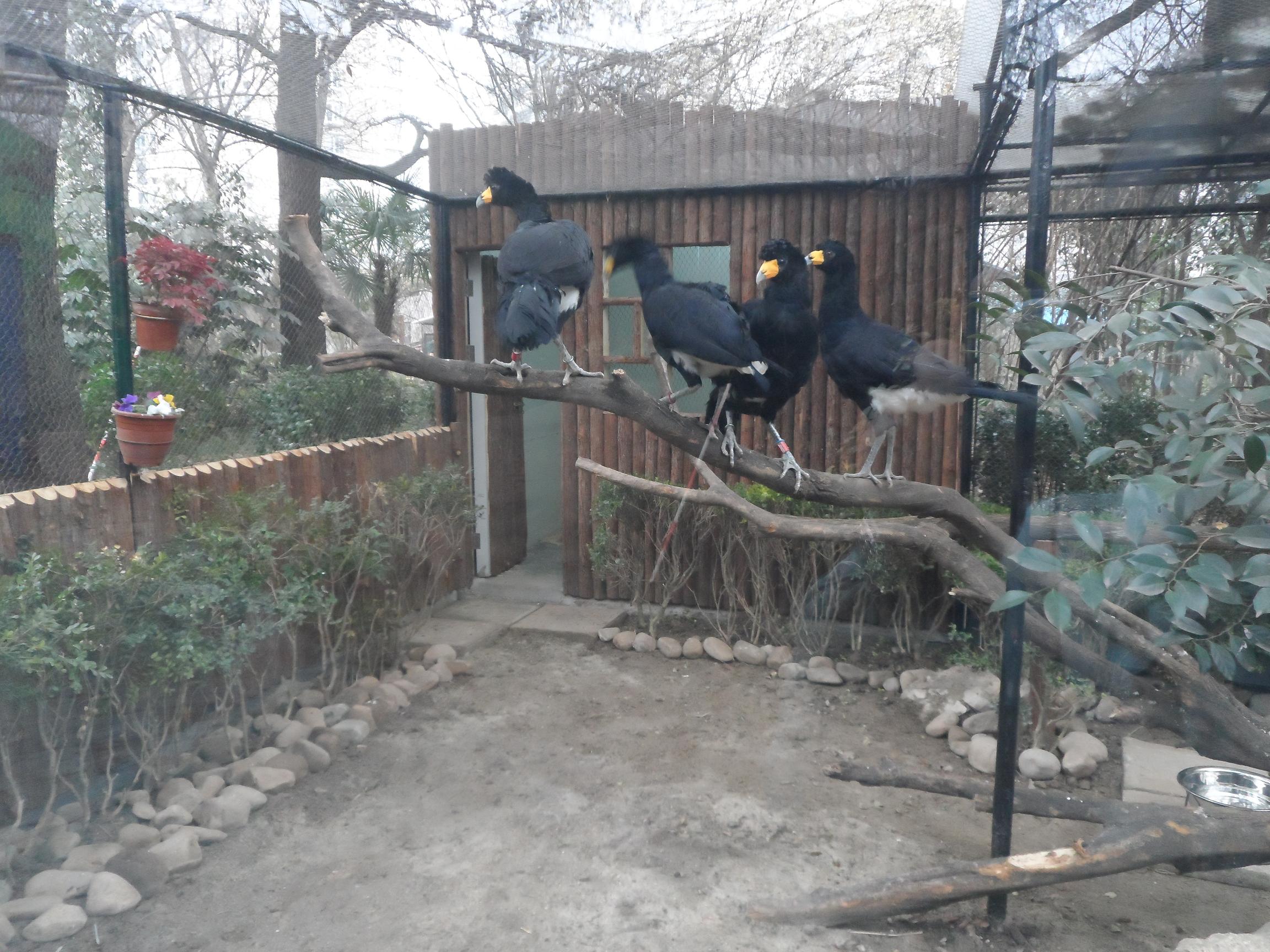 黑凤冠雉近日安家上海动物园